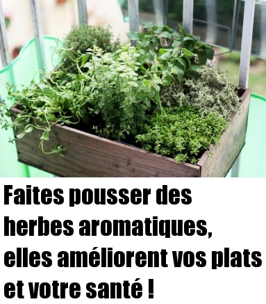 Faites Pousser Des Herbes Aromatiques Elles Am Liorent Vos Plats Et