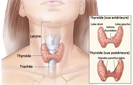 Thyroïde