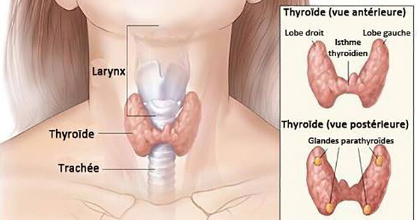 thyroide2