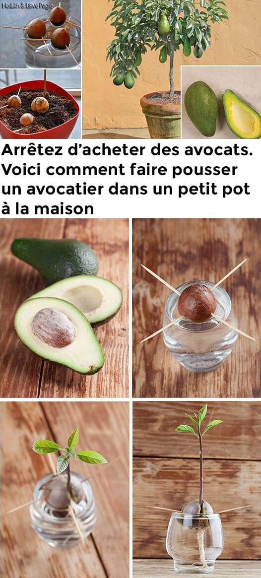 arrêtez d acheter des avocats voici comment faire pousser un avocatier